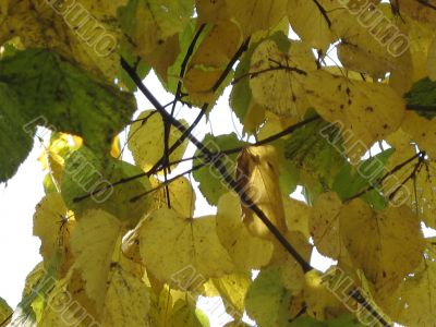 autumn scene: coloured leaves