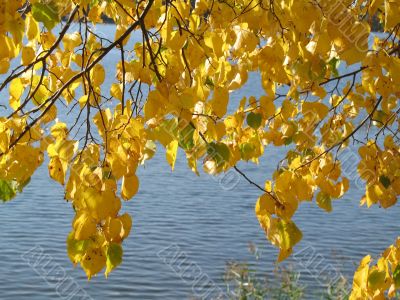 autumn scene: coloured leaves