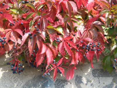 autumn scene: coloured leaves