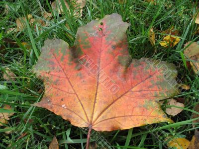 autumn scene: coloured leaves