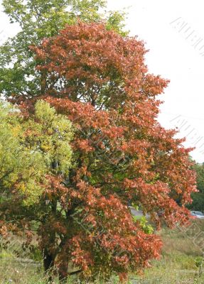 autumn scene: coloured leaves