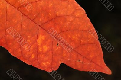 Autumn leaf