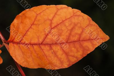 Autumn leaf