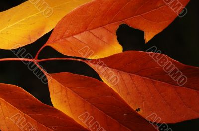 Autumn leaf Autumn leaf