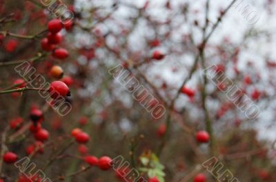 wild rose hip