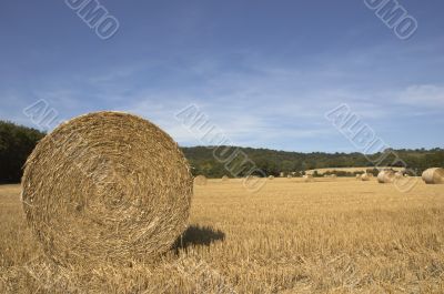 Golden bales
