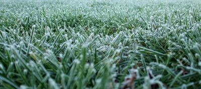 Frost on the Grass