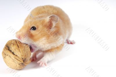 Hungry Hungry