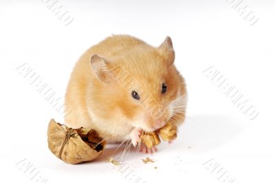 Hamster Hamster