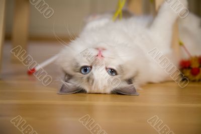 Playful kitten