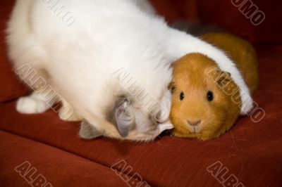 True love True love