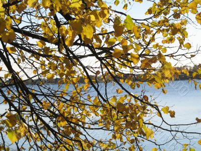 autumn scene: coloured leaves