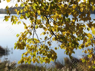 autumn scene: coloured leaves
