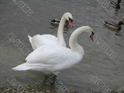 a graceful swan