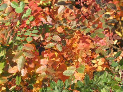 autumn scene: coloured leaves