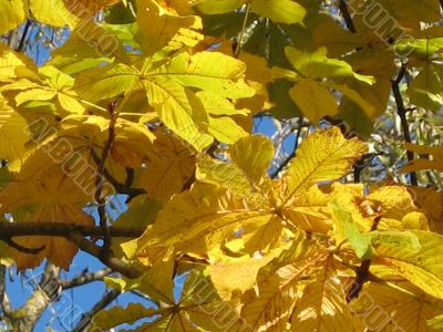 autumn scene: coloured leaves