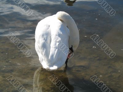 a graceful swan