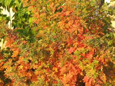 autumn scene: coloured leaves