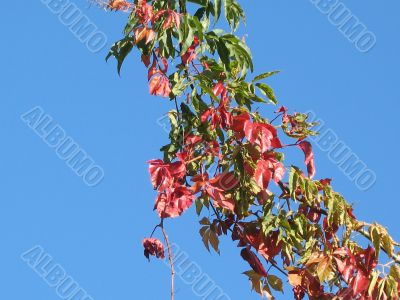 autumn scene: coloured leaves