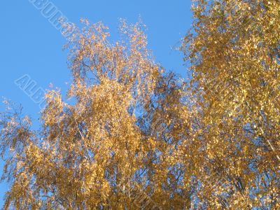 autumn scene: coloured leaves