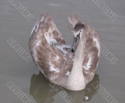 a graceful swan
