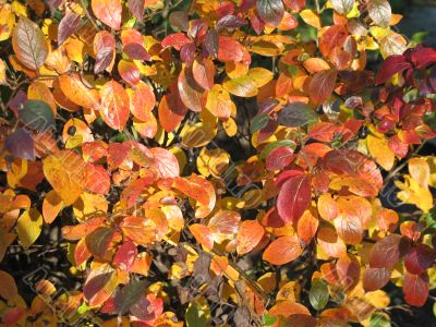 autumn scene: coloured leaves