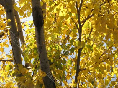 autumn scene: coloured leaves