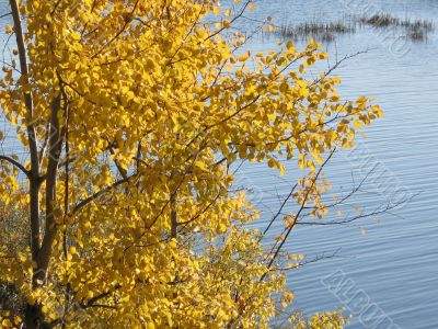 autumn scene: coloured leaves
