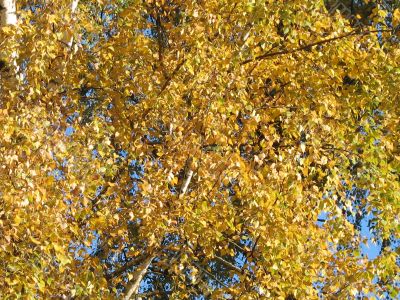 autumn scene: coloured leaves