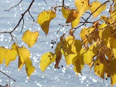 autumn scene: coloured leaves