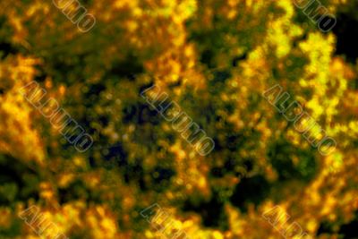 Fall Foliage back ground