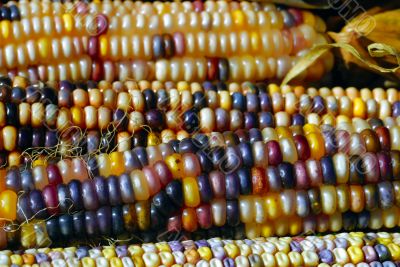 Indian Corn