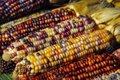 Indian Corn