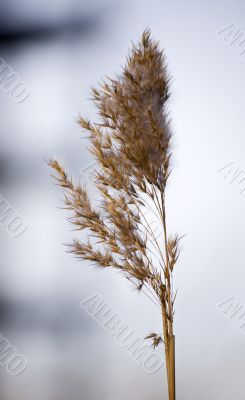 Grass in winter