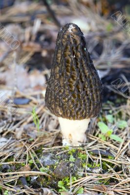 morel