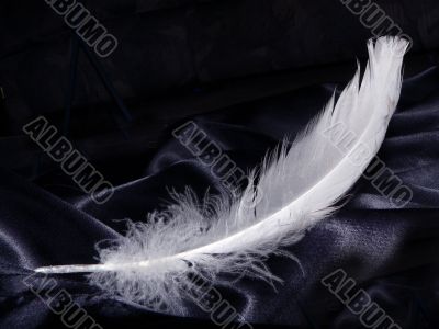 Pure White Feather