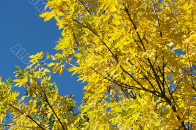 Autumn Autumn