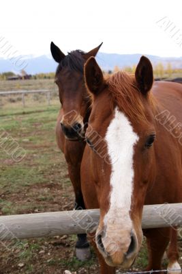 Portrait of brown horse