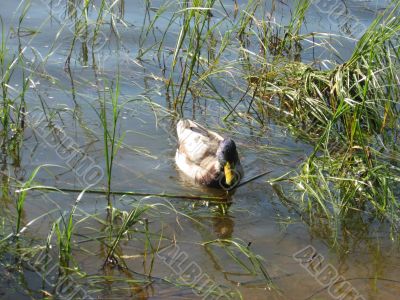 ducks swimming in the river