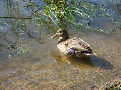 ducks swimming in the river
