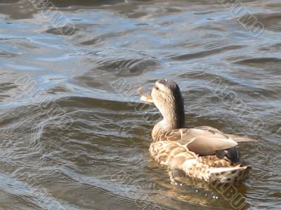 ducks swimming in the river
