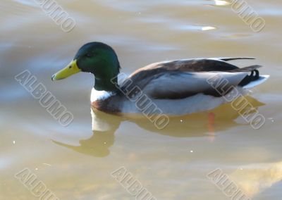 ducks swimming in the river