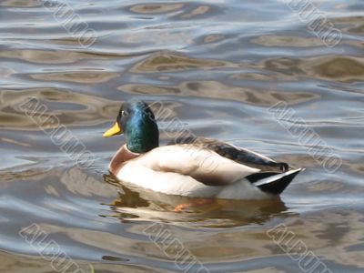 ducks swimming in the river