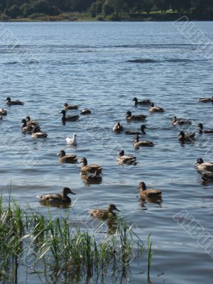 ducks swimming in the river