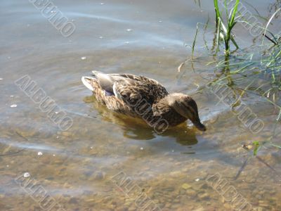 ducks swimming in the river