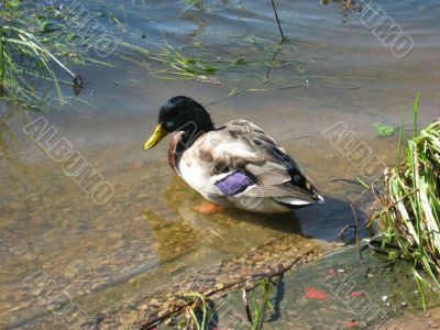 ducks swimming in the river