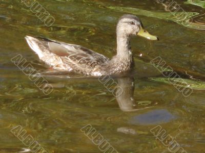 ducks swimming in the river
