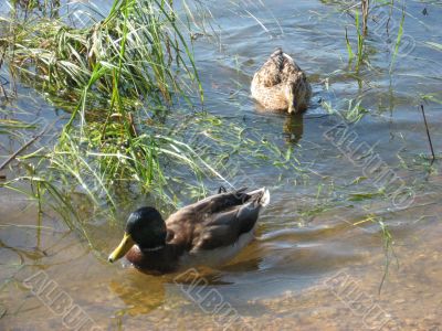 ducks swimming in the river