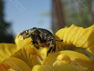 Brilliant bug on yellow flower
