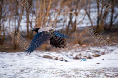 Flying above the snow
